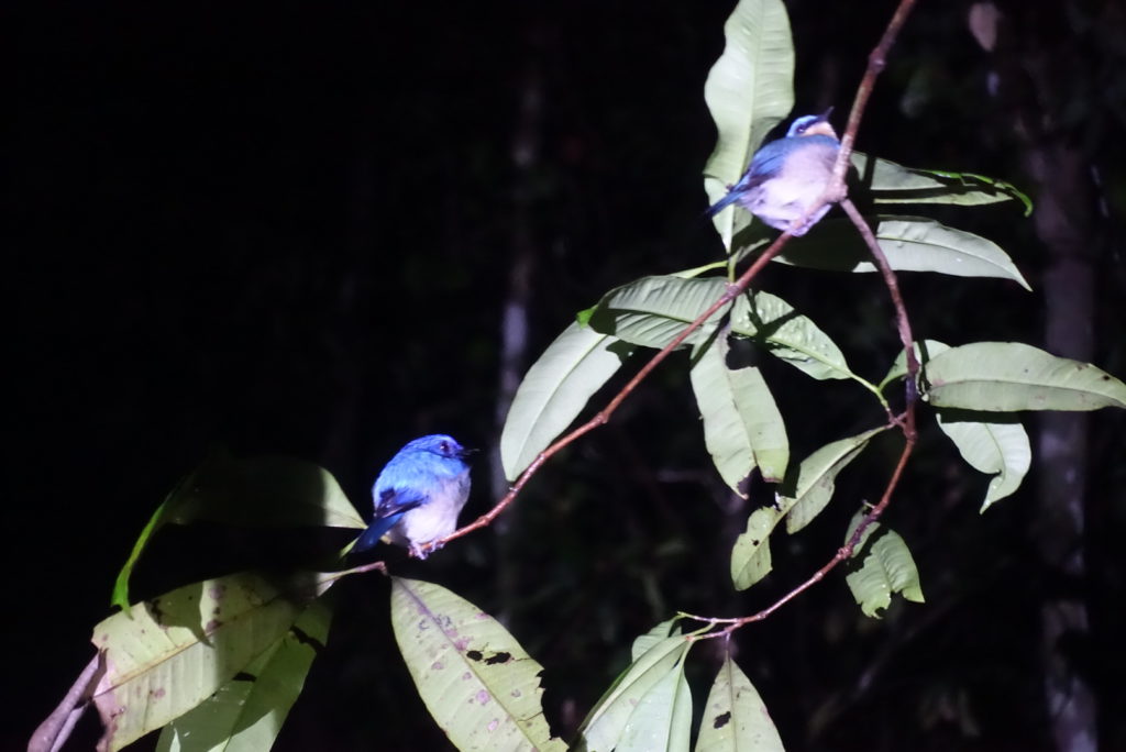 Blue Borneo Fly Catcher