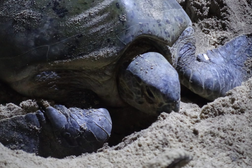 Erschöpfte Schildkröte