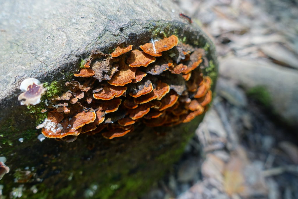 Pilze am Baumstamm