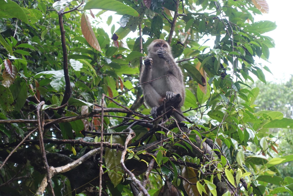 Long tailed Macaque