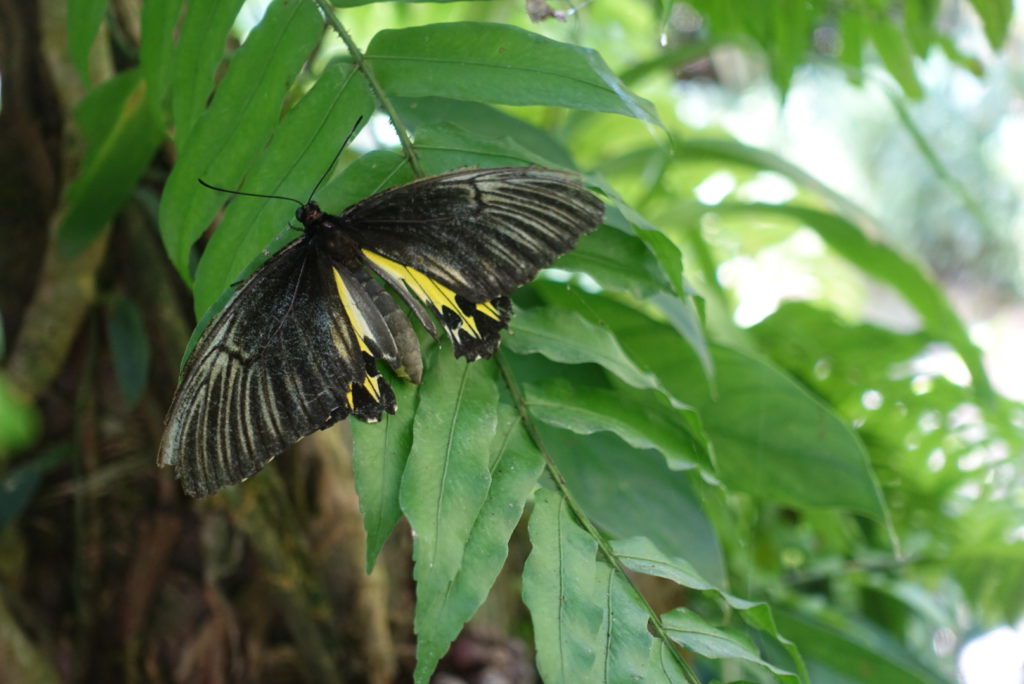 BVB Schmetterling