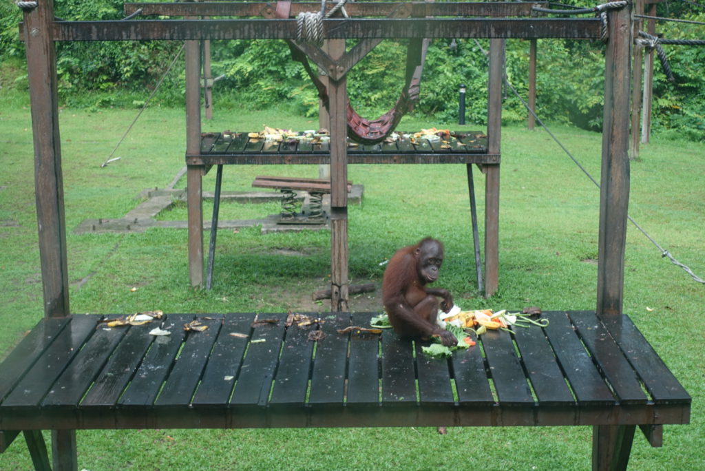 Hungriger Orang Utan