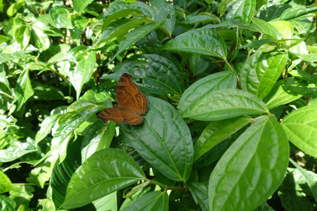 Brauner Schmetterling