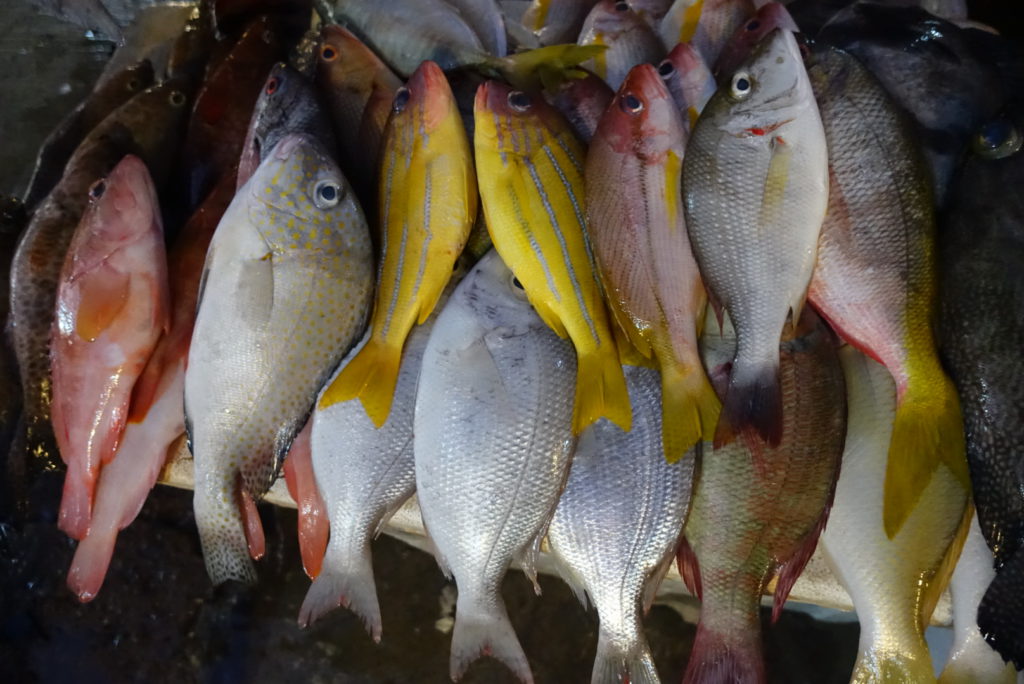Farbenfrohe, tote Fische