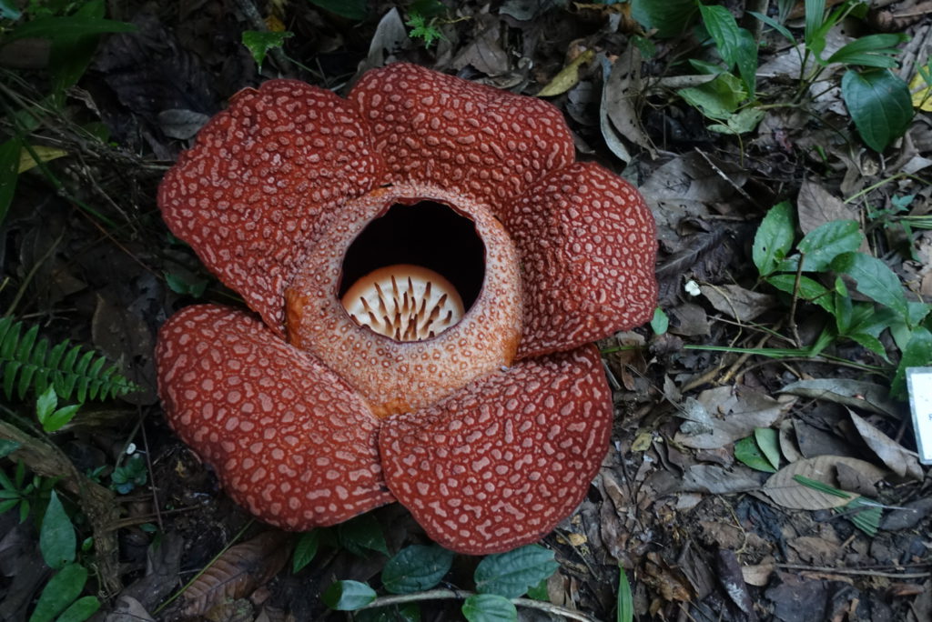 Rafflesia nah