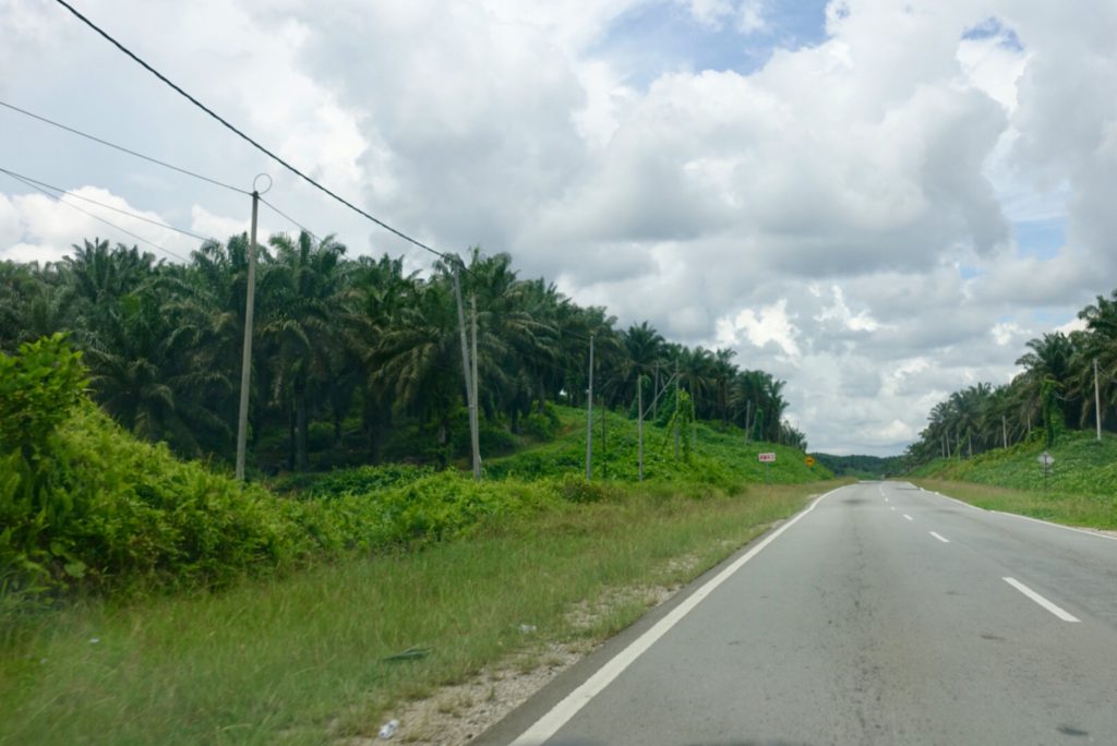 Palmöl-Plantagem