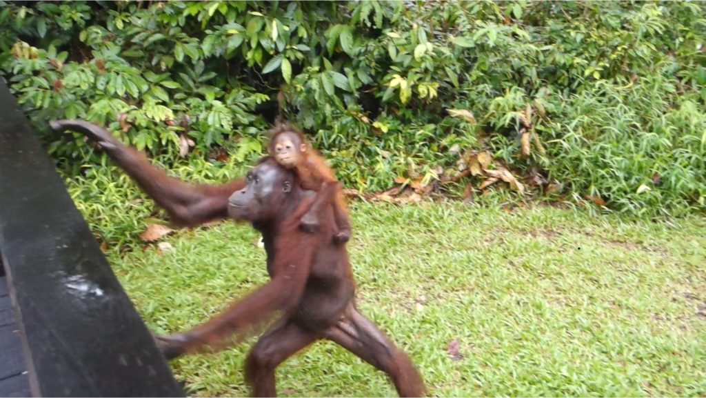 Orang Utan Mama mit Baby