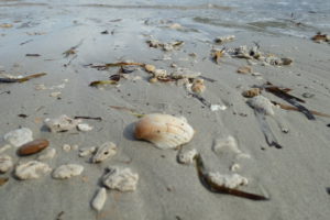 Strand mit Muscheln