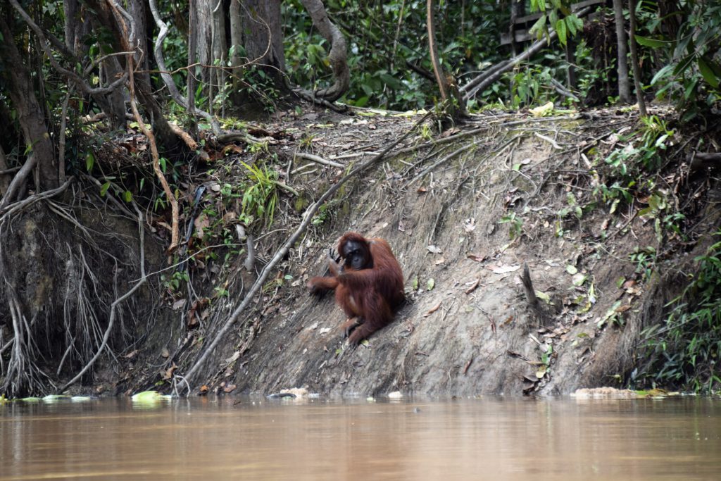 Orang Utan