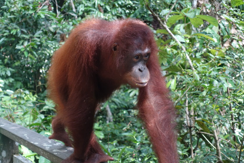 Orang Utan