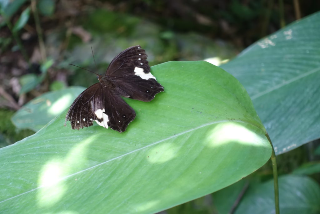 Schwarzer Schmetterling