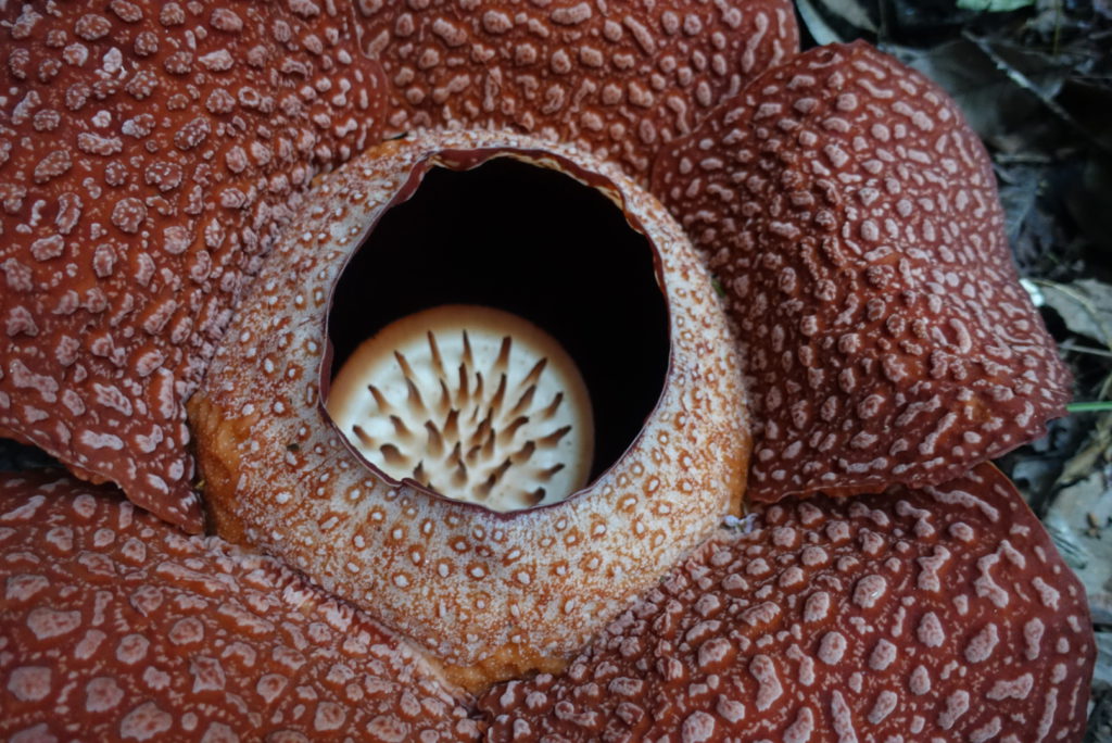 Rafflesia näher