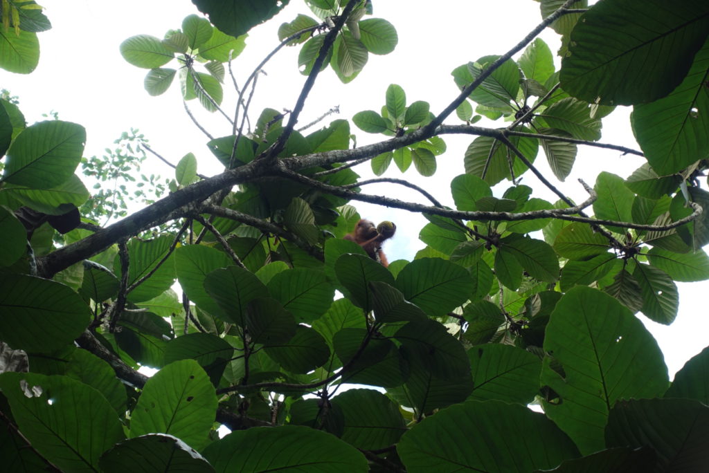 Orang Utan mit Frucht