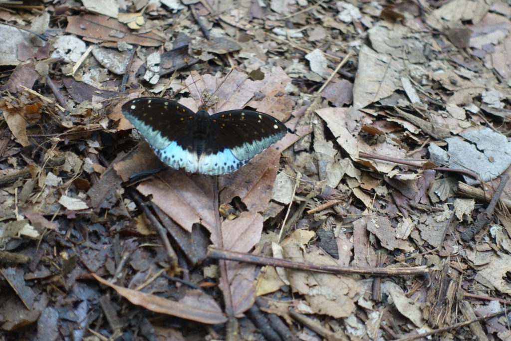 Schmetterling