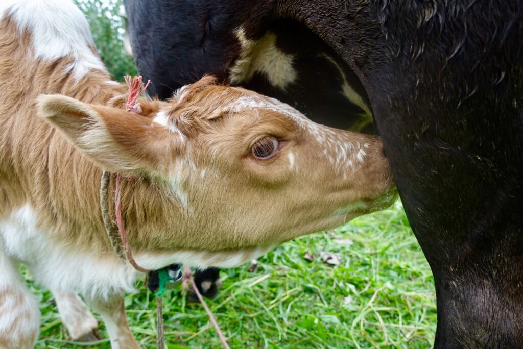 Süßes Kalb trinkt Milch